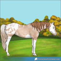 Horse Color:Chestnut Ice Pearl Splash Appaloosa