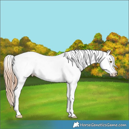 Horse Color:Classic Champagne Ice Pearl Sabino Splash Appaloosa 