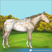 Horse Color:Powder White Amber Cream Champagne Dun Tobiano Appaloosa Rabicano