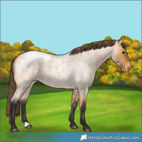 Horse Color:Buckskin Roan Varnish