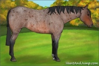 Horse Color:Unknown 