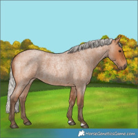 Horse Color:Silver Bay Roan