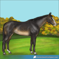 Horse Color:Buckskin Splash