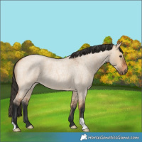 Horse Color:Bay Roan Dun