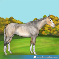 Horse Color:Silver Buckskin Roan Splash