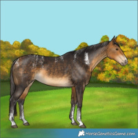 Horse Color:Powder White Buckskin 