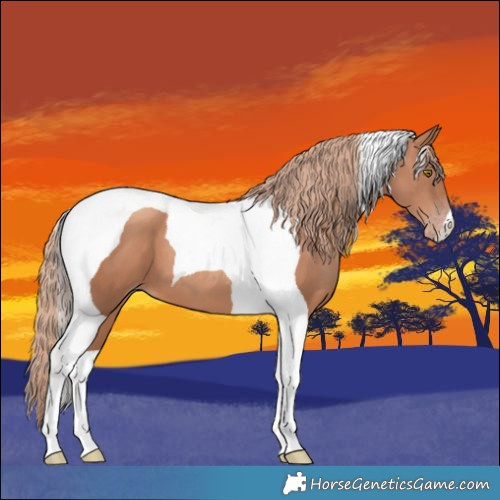 Horse Color:Gold Champagne Tobiano