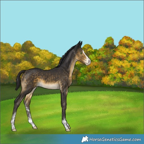 Horse Color:White Spotted Buckskin Splash Tobiano Rabicano