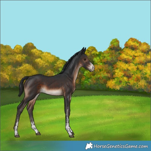 Horse Color:White Spotted Brown Tobiano 