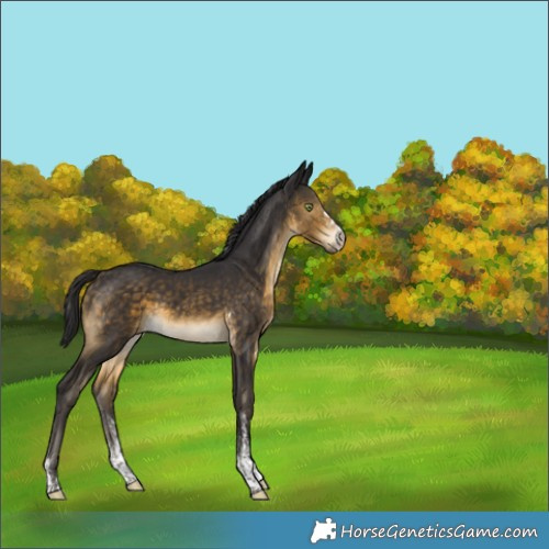 Horse Color:White Spotted Buckskin Tobiano