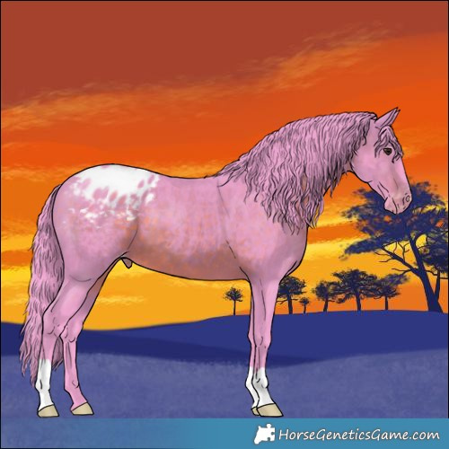 Horse Color:Watercolor Brown Appaloosa 