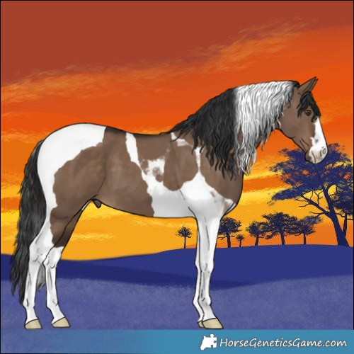 Horse Color:Liver Red Dun Tobiano