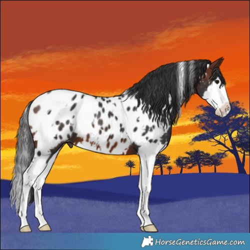 Horse Color:White Spotted Brown Splash Appaloosa