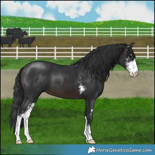 Horse Color:Brown Sabino 