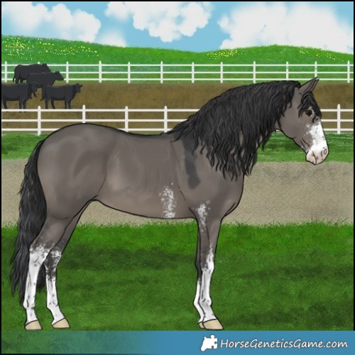 Horse Color:Grullo Sabino 