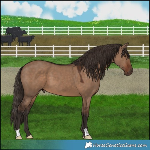 Horse Color:Liver Red Dun 