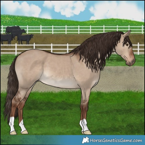 Horse Color:Liver Red Dun 