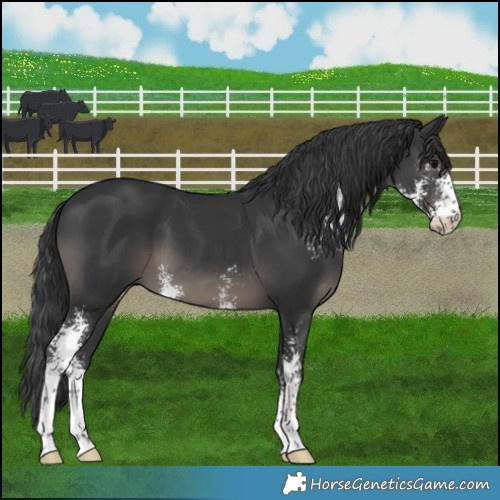 Horse Color:Black Sabino