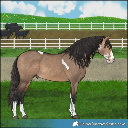 Horse Color:Bay Dun Sabino Tobiano
