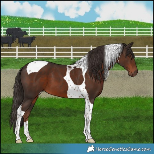 Horse Color:Liver Chestnut Tobiano 