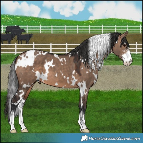 Horse Color:White Spotted Brown Dun Sabino