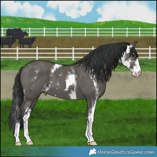 Horse Color:Grullo Sabino