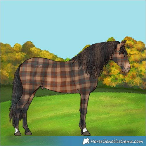Horse Color:Plaid  Brown Appaloosa 