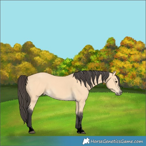Horse Color:Void Buckskin 
