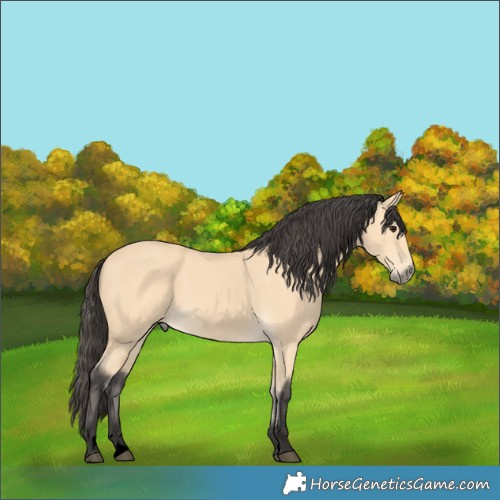 Horse Color:Void Buckskin 