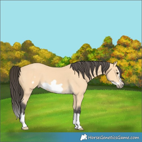 Horse Color:Buckskin Splash Frame 