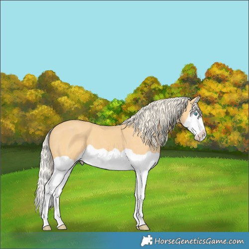 Horse Color:Palomino Splash 