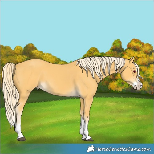 Horse Color:Palomino Splash 