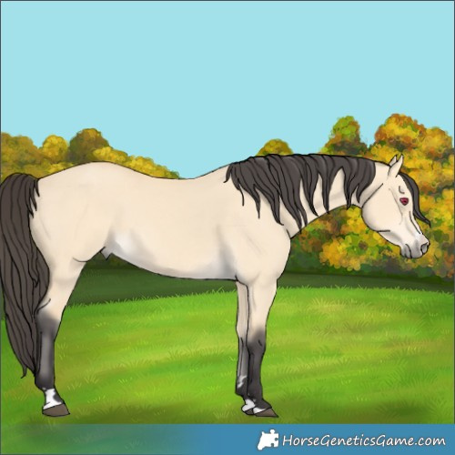 Horse Color:Buckskin Dun