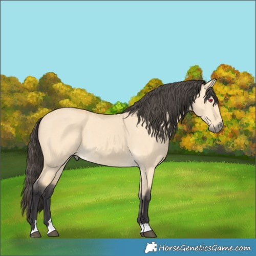 Horse Color:Buckskin Dun