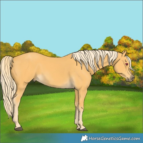 Horse Color:Palomino 