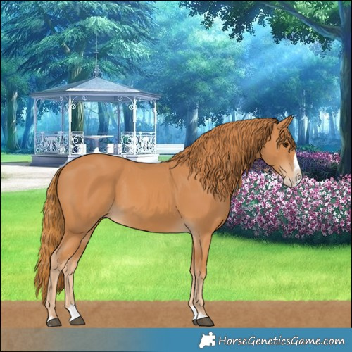 Horse Color:Chestnut Splash 