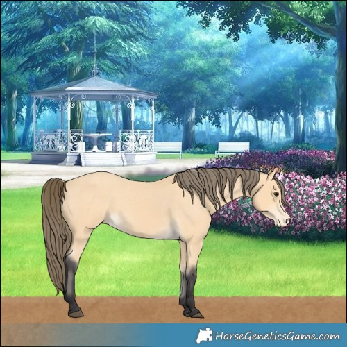 Horse Color:Buckskin Varnish 