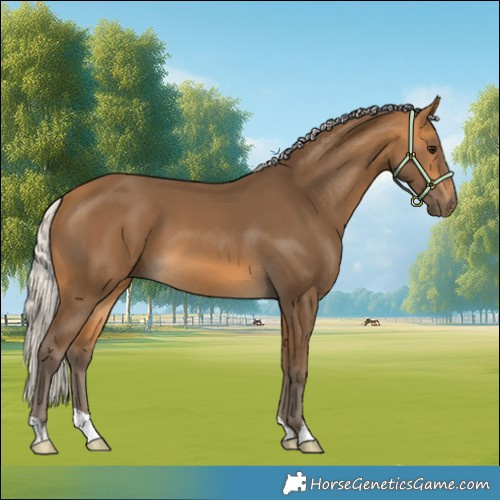 Horse Color:Silver Buckskin