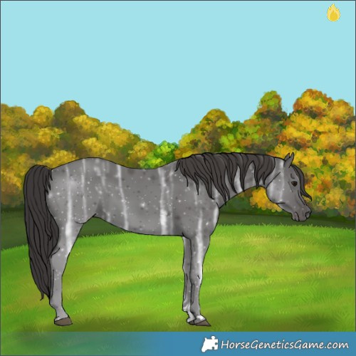 Horse Color:Smoky Black Ice