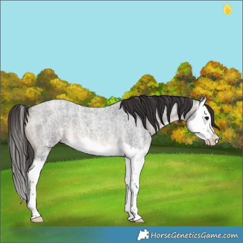 Horse Color:Buckskin Ice Roan Splash Rabicano