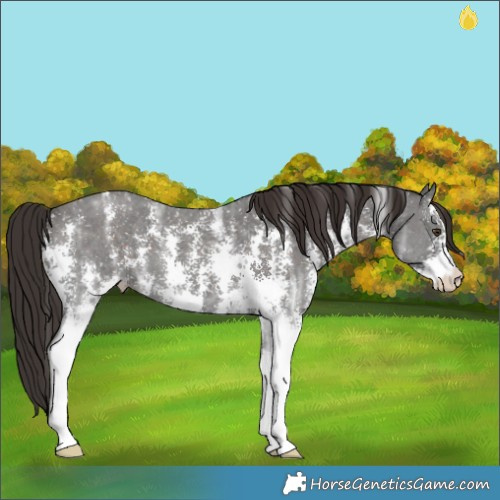 Horse Color:Liver Chestnut Ice Sabino 