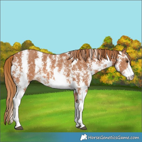 Horse Color:Chestnut Sabino 