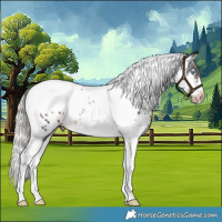 Horse Color:Silver Brown Splash Tobiano Frame Appaloosa Rabicano 