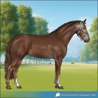 Horse Color:Gray Chestnut Sabino