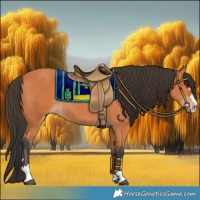 Horse Color:Bay Rabicano