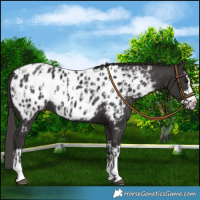 Horse Color:Smoky Black Appaloosa and Smoky Black Splash Appaloosa