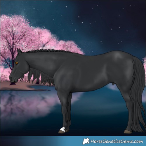 Horse Color:Black 