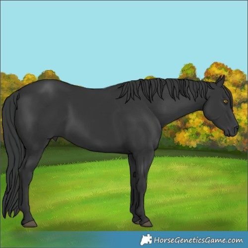 Horse Color:Black 