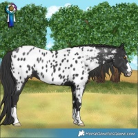 Horse Color:Black Blanket 