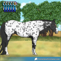 Horse Color:Black Blanket 